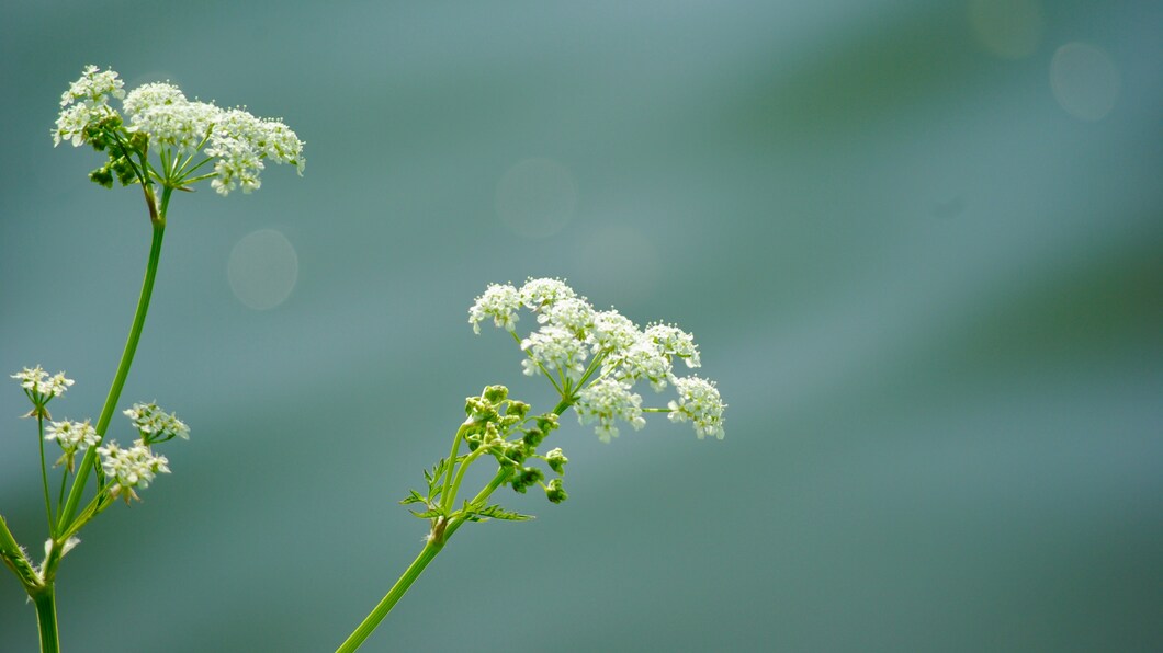 Groen in veld