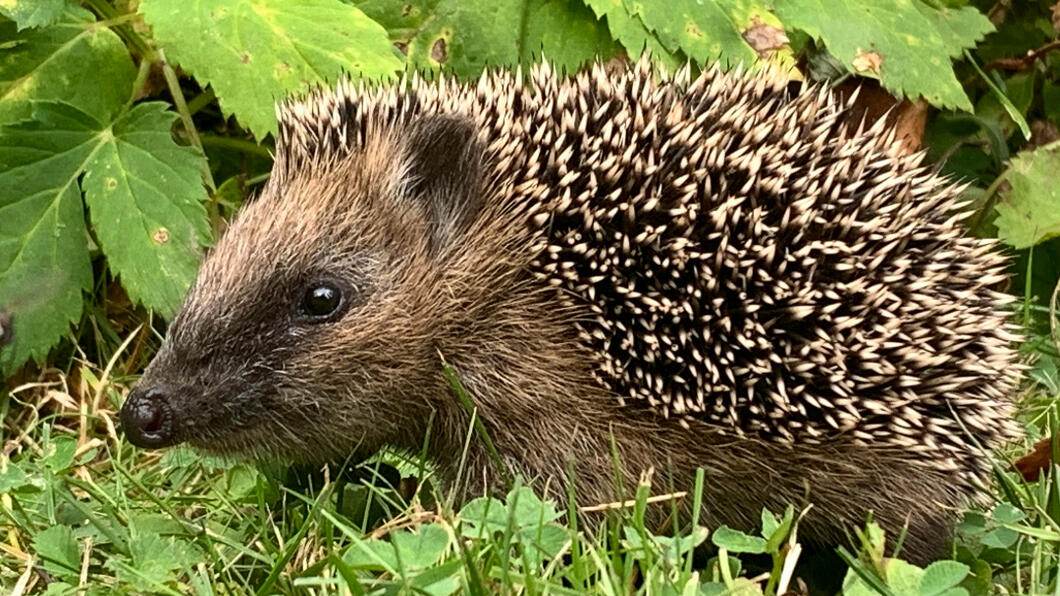Een egel wandelt door het gras met op de achtergrond groene bladeren