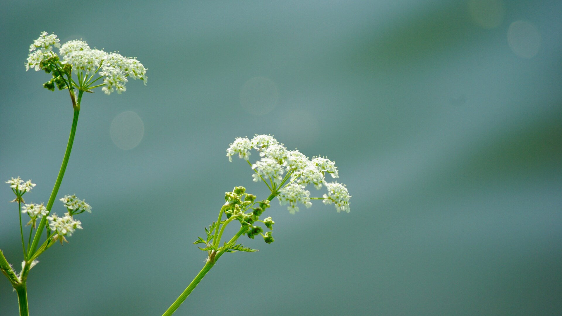 Groen in veld